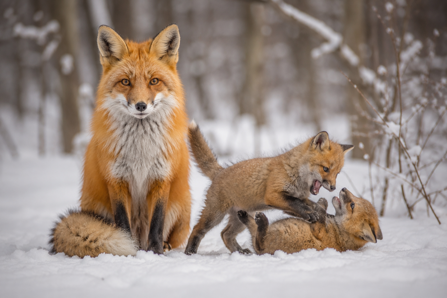 Foxes playing